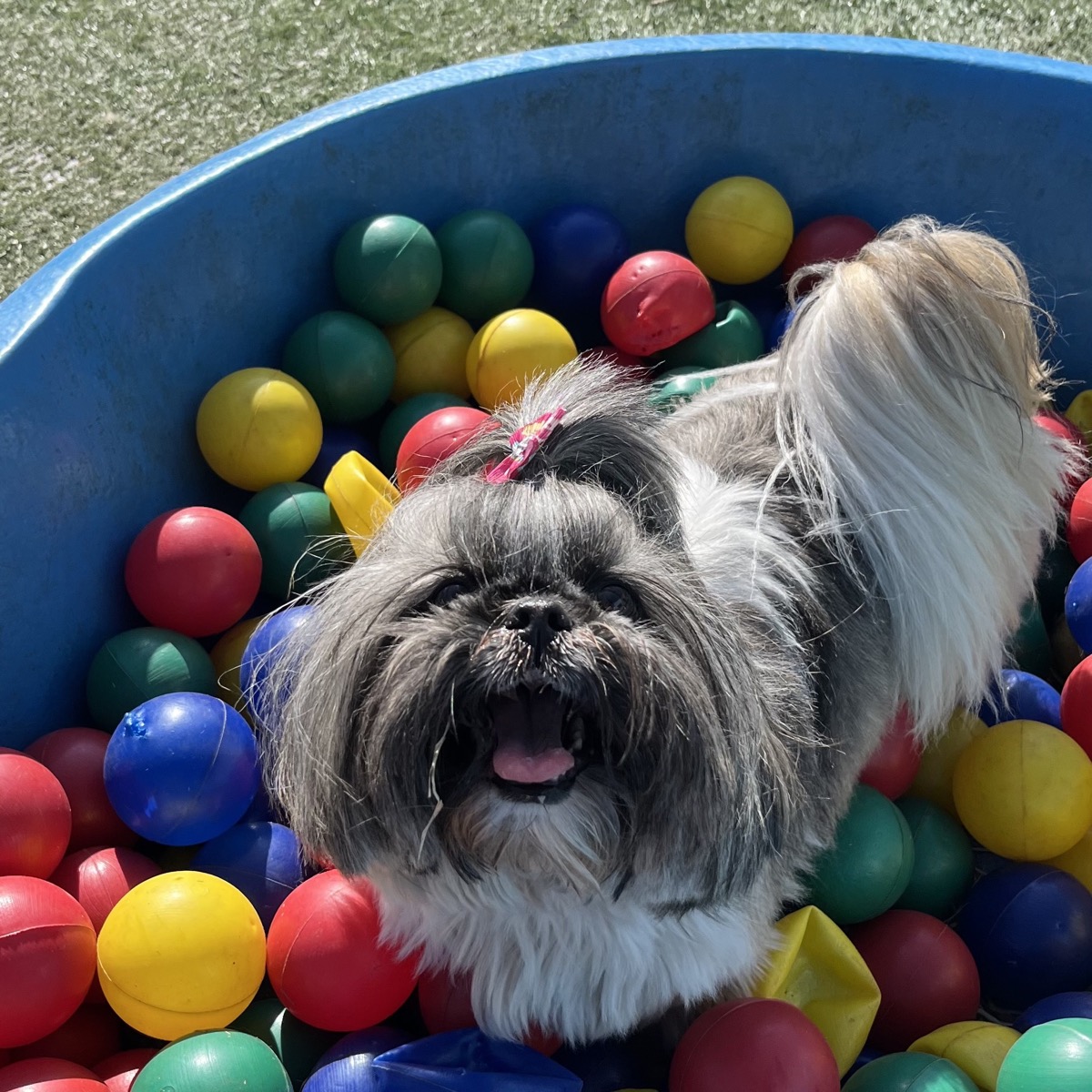 Cão participando de atividade de enriquecimento ambiental na DogZ