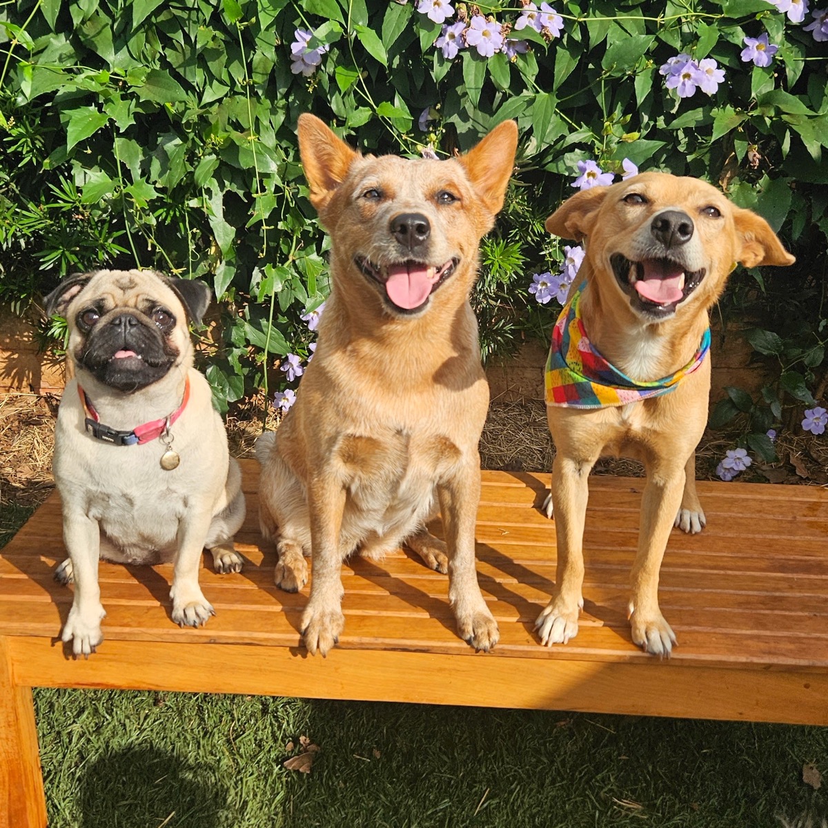 Cães aproveitando a rotina da DogZ