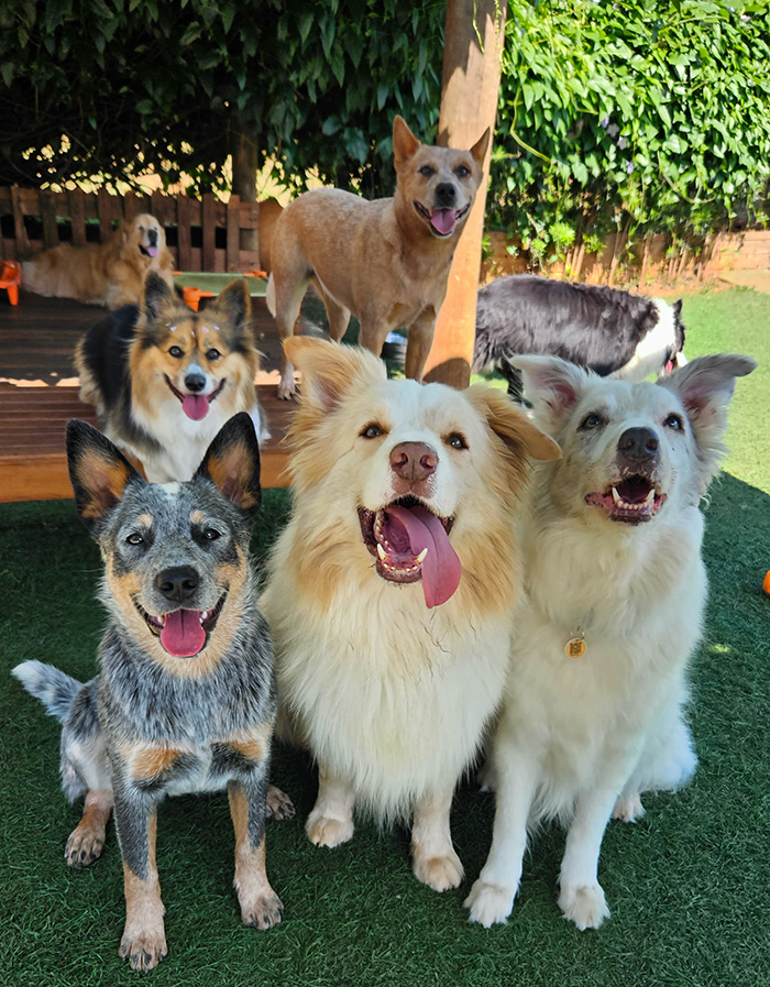 Cães socializando no daycare da DogZ