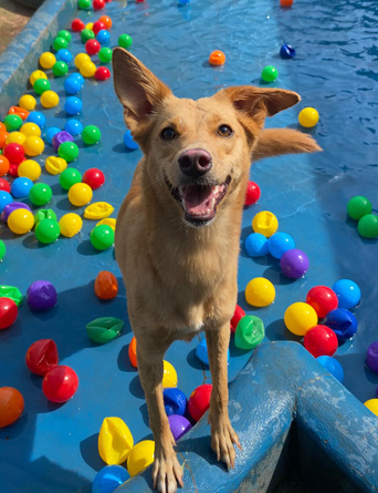 Piscina - cão na água
