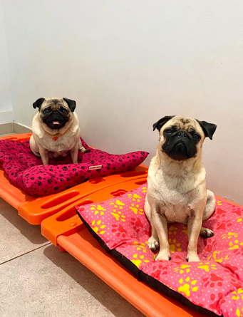 Cão descansando