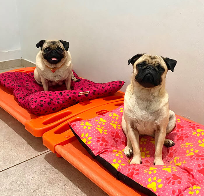 Foto de cachorro no Hotel e Hospedagem para Cães em Botucatu/SP