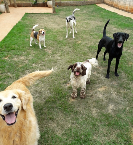 DogZ - Creche para cachorros | Hotel para cachorros